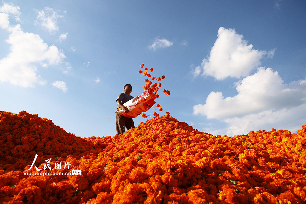 贵州威宁:万亩菊花助农增收【3】
