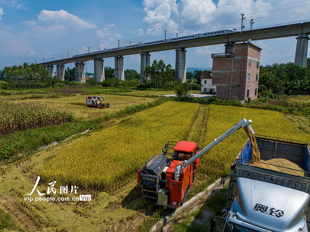 广西贺州：抢收早稻【2】