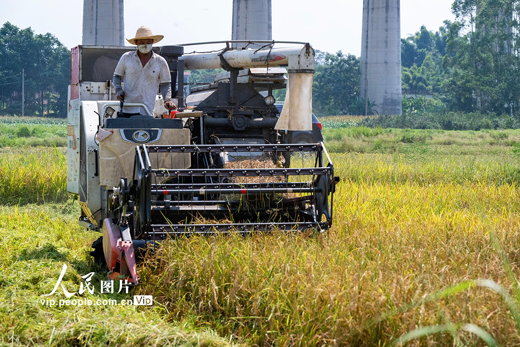 广西贺州：抢收早稻【3】
