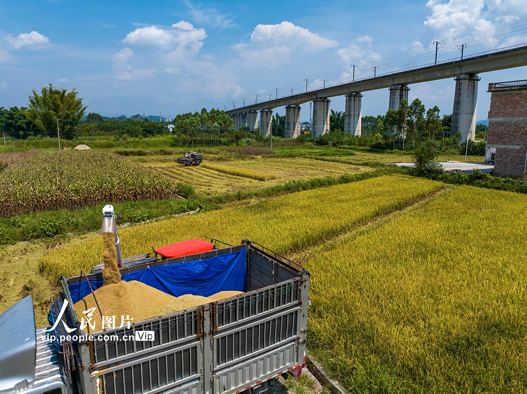 广西贺州：抢收早稻【4】