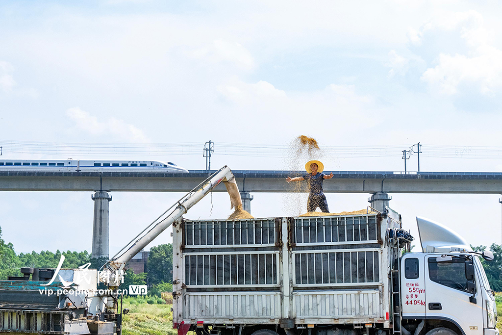 广西贺州：抢收早稻【6】