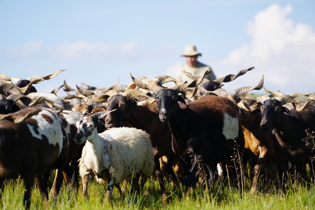 7月30日，牧民在青海省泽库县的草原上放牧。新华社记者 耿辉凰 摄