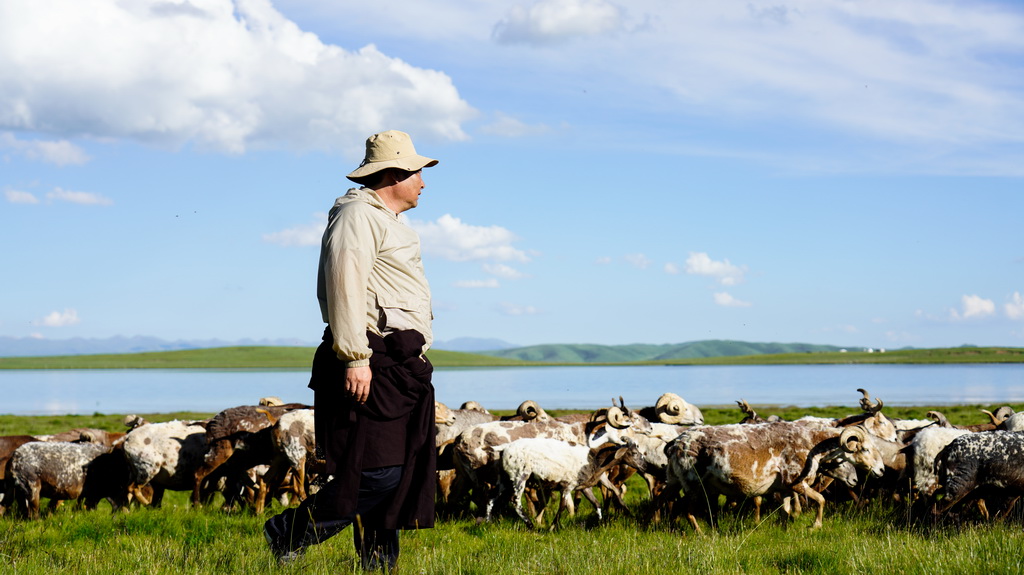 7月30日，牧民在青海省泽库县的草原上放牧。新华社记者 王艳 摄