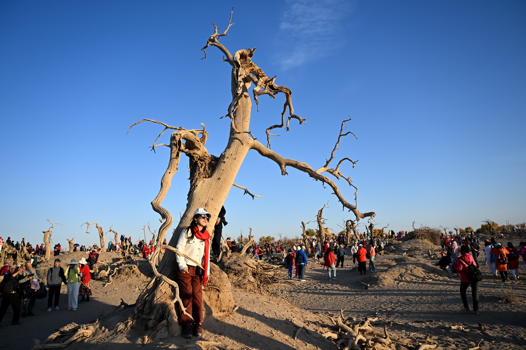2024年10月14日,游客在内蒙古阿拉善盟额济纳旗怪树林景区游玩。新华社记者 贝赫 摄