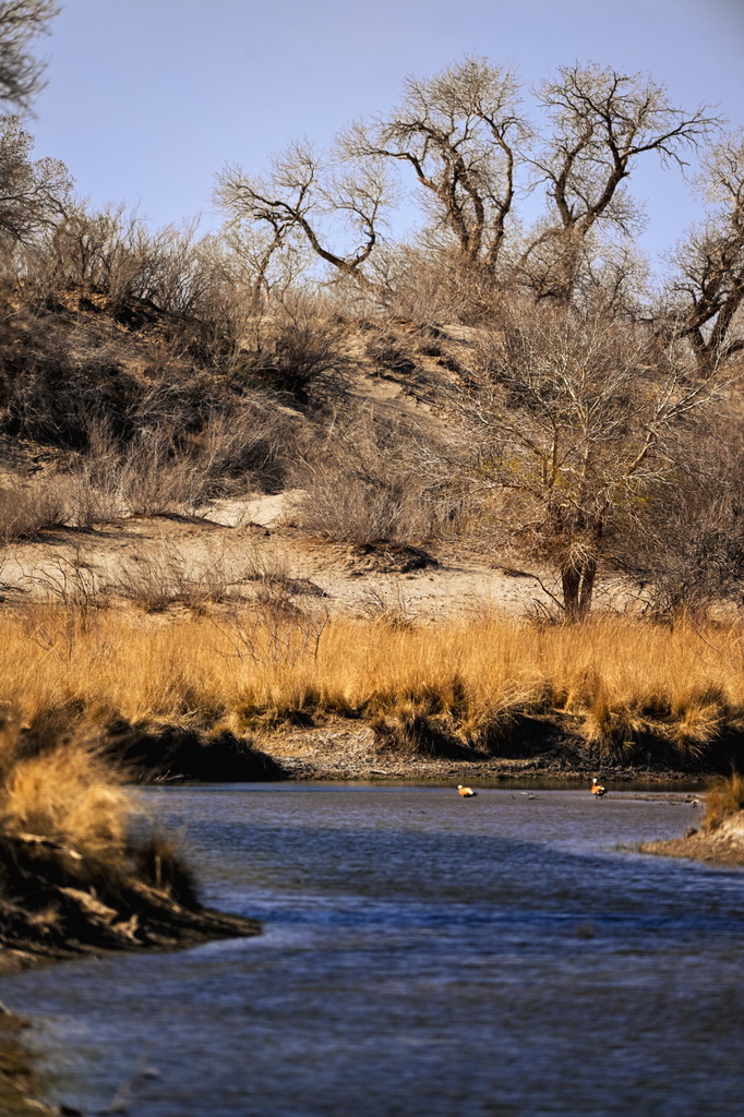 2025年4月22日在内蒙古阿拉善盟额济纳旗拍摄的胡杨林与弱水河。新华社记者 马金瑞 摄