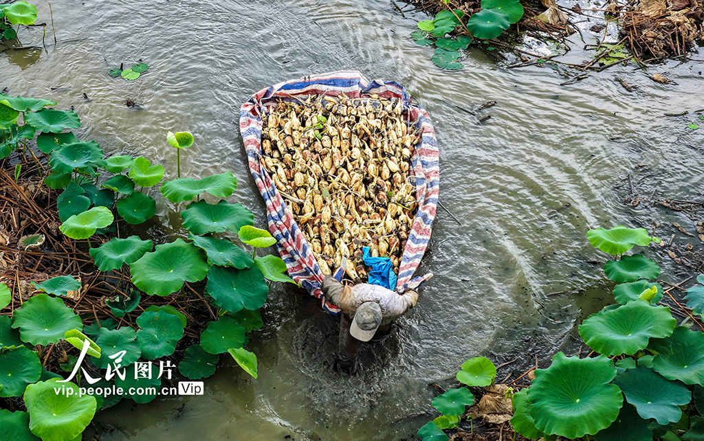 莲藕丰收【3】