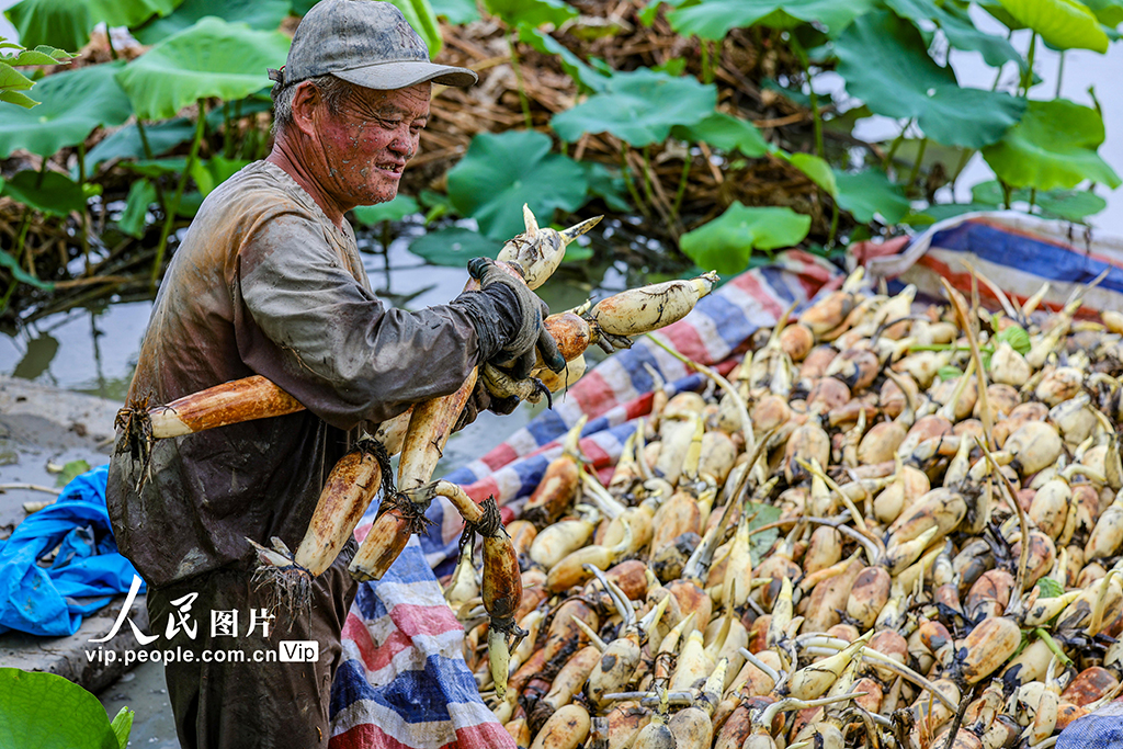莲藕丰收【4】