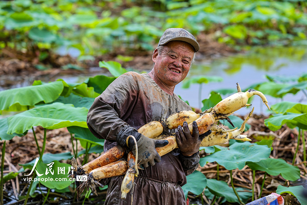 莲藕丰收【5】