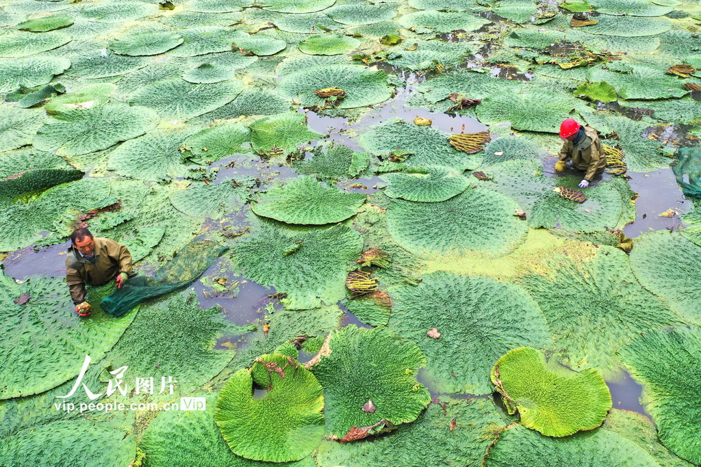 江苏淮安:芡实迎来采收季【2】