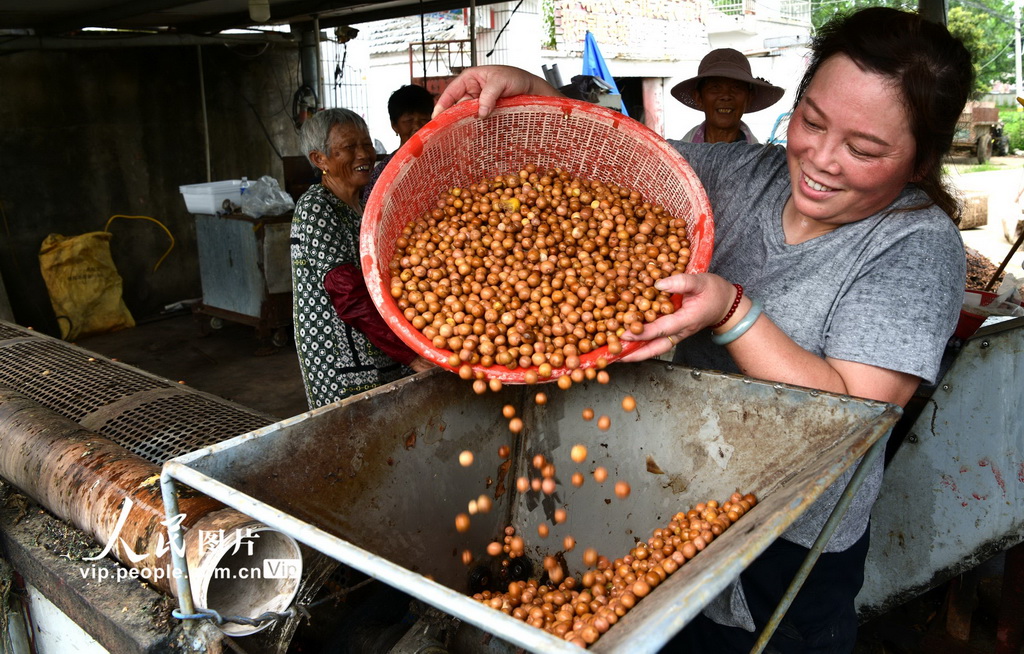 江苏淮安：芡实迎来采收季【3】