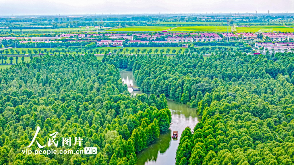 江苏宿迁:夏日“杉”水画卷【3】