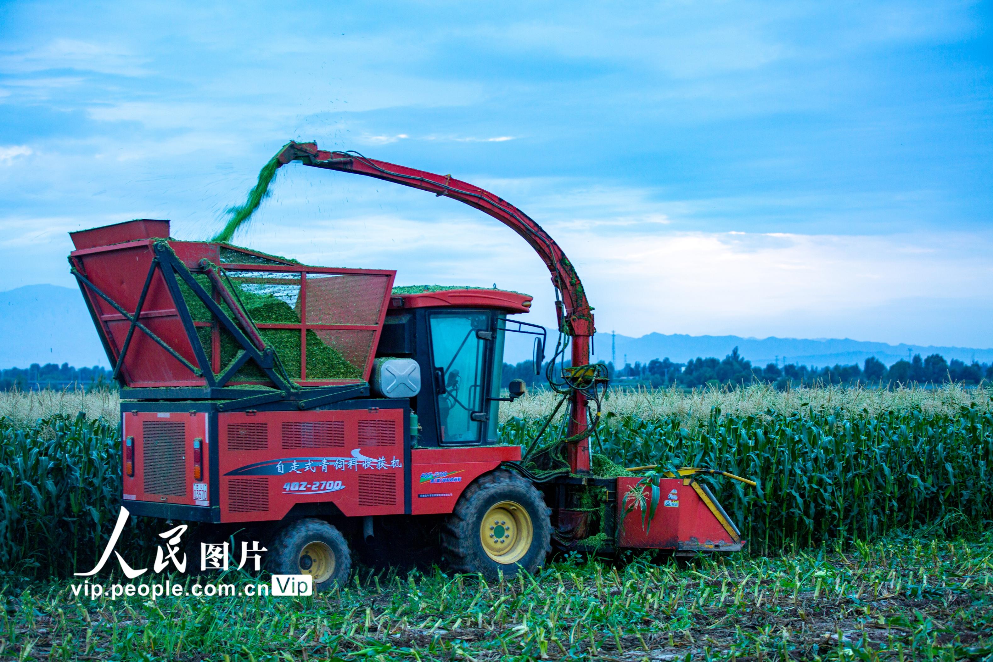 甘肃张掖:玉米青贮忙【2】