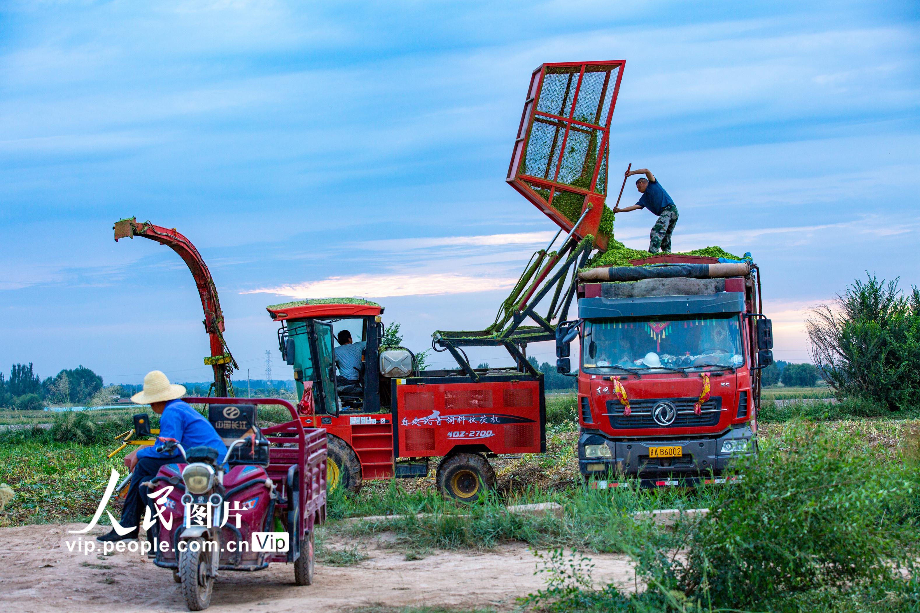 甘肃张掖:玉米青贮忙【3】