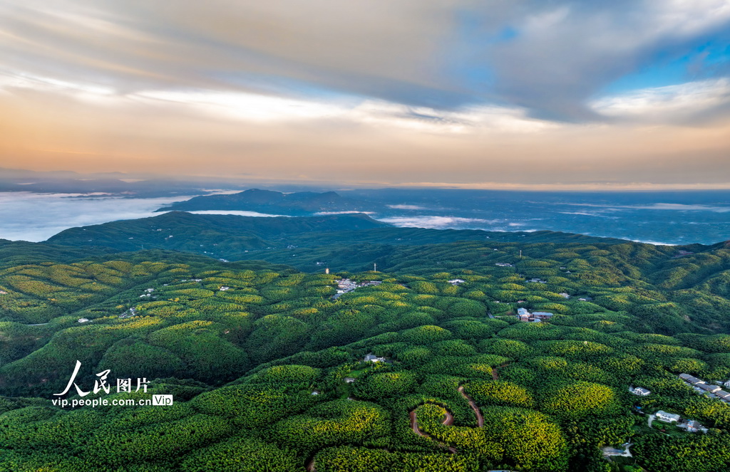 四川长宁:夏日竹海醉游人【3】