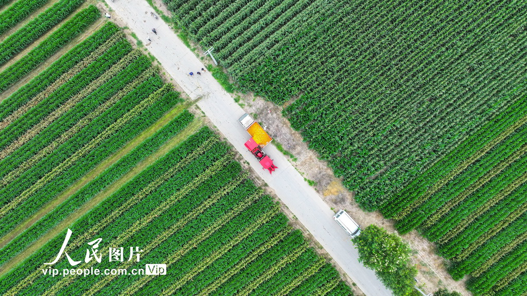 8月4日，在山东省东营市广饶县李鹊镇小张村的高标准农田里，农民正在将收获的春玉米装车。
