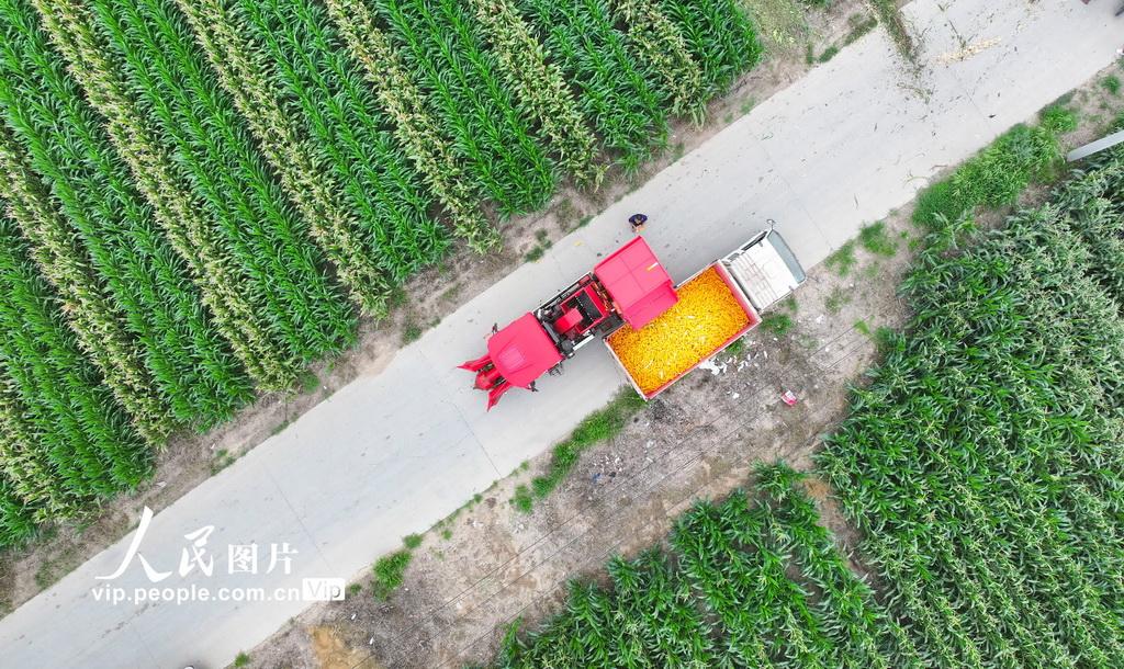 8月4日，在山东省东营市广饶县李鹊镇小张村的高标准农田里，农民正在将收获的春玉米装车。