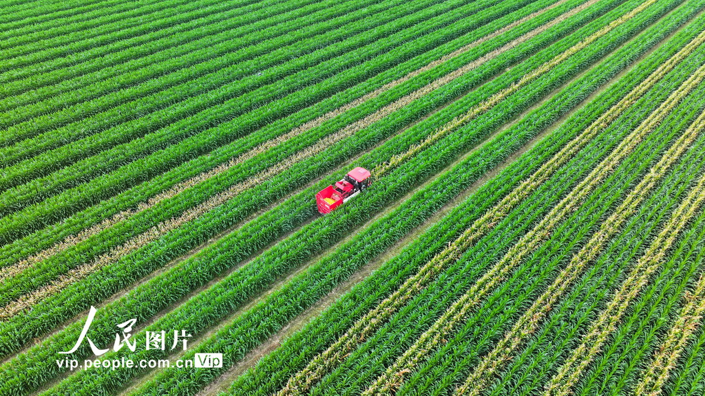 8月4日，在山东省东营市广饶县李鹊镇小张村的高标准农田里，农民驾驶联合收割机正在收割套种的春玉米。