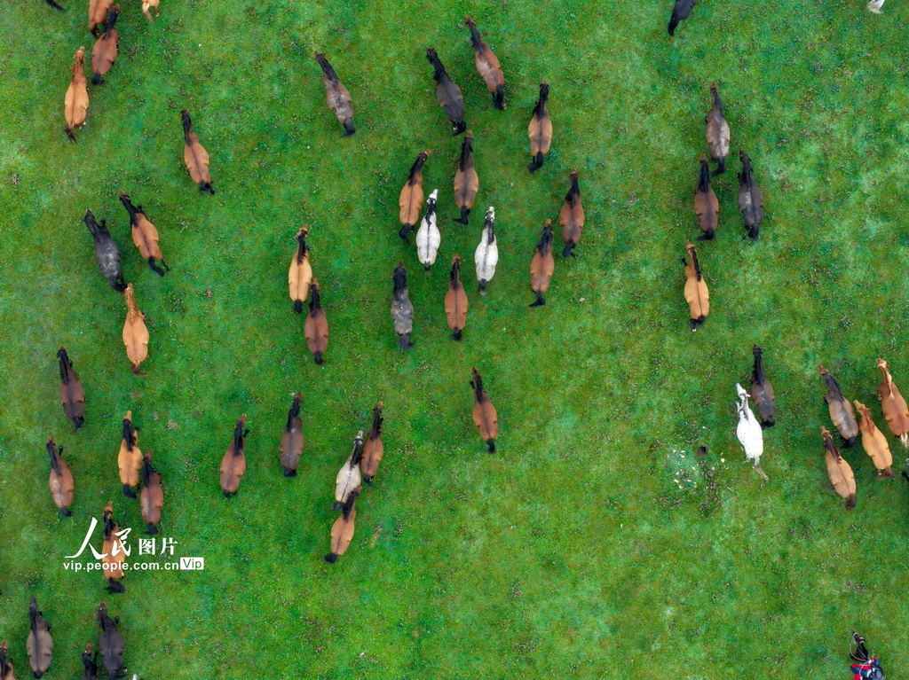 甘肃张掖:山丹烟雨驻 良马踏青闲【3】