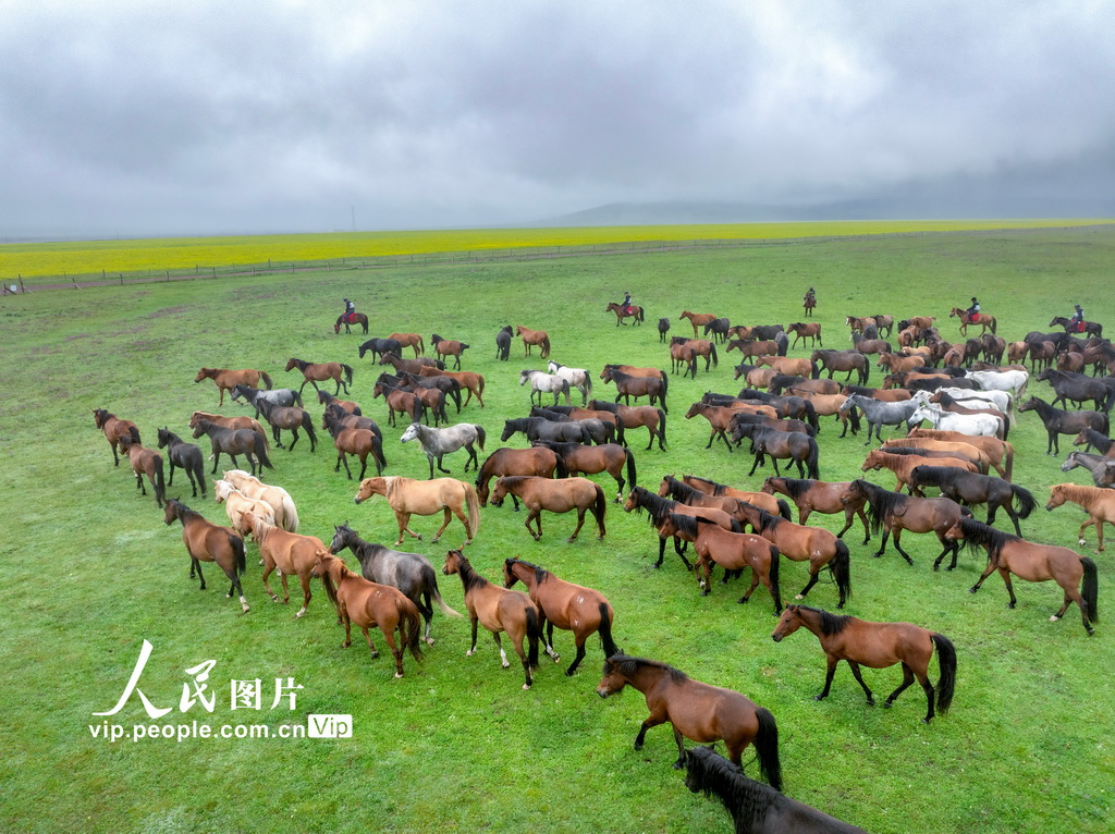 甘肃张掖:山丹烟雨驻 良马踏青闲【2】