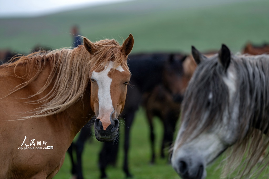 甘肃张掖：山丹烟雨驻 良马踏青闲【5】