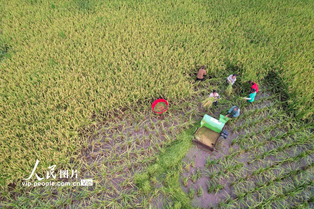 四川内江:立秋农事忙【2】