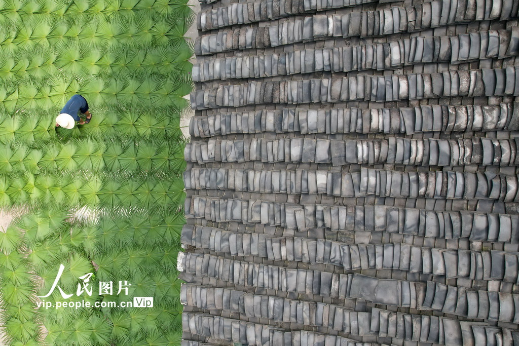 四川内江：立秋农事忙【3】