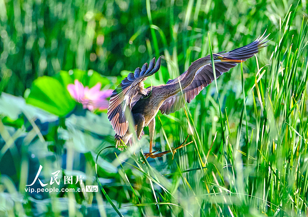 北京昌平：生态好 鸟儿至【3】