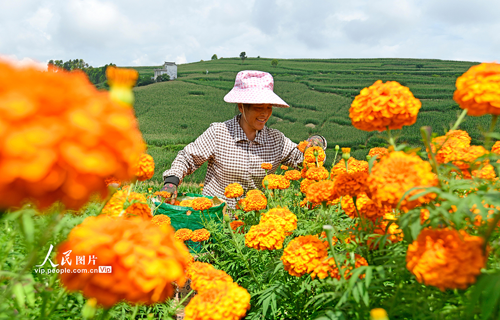 云南弥勒：采摘万寿菊【2】