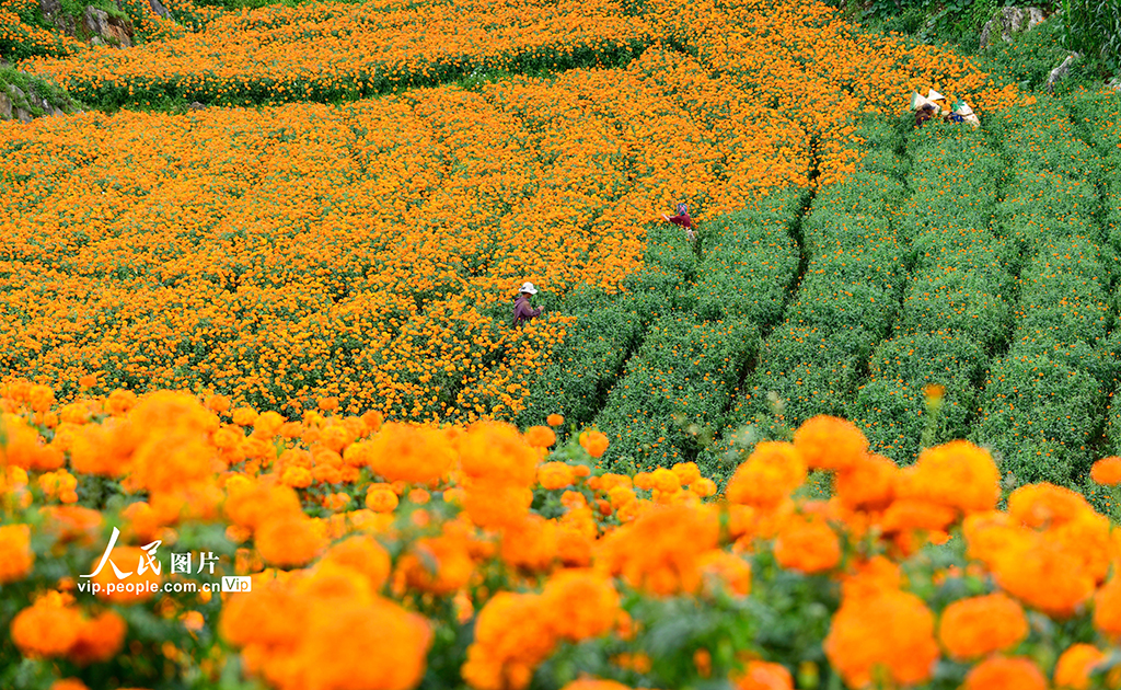 云南弥勒：采摘万寿菊【3】