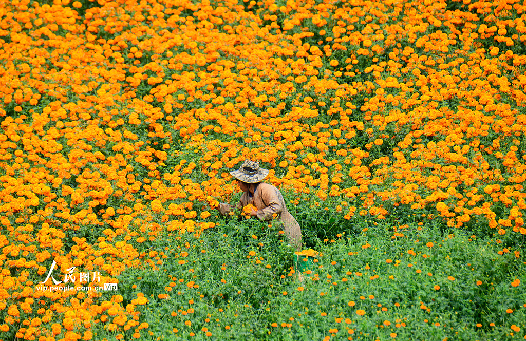 云南弥勒：采摘万寿菊【4】