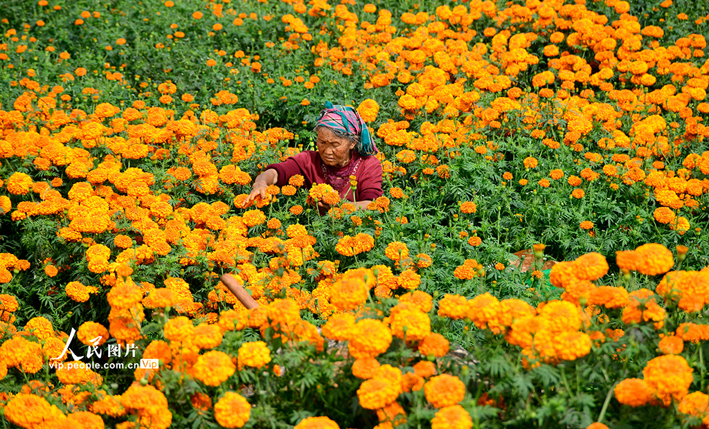 云南弥勒：采摘万寿菊【5】