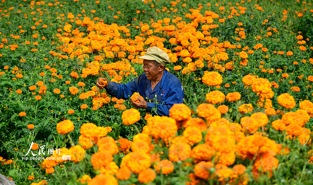 云南弥勒：采摘万寿菊【6】