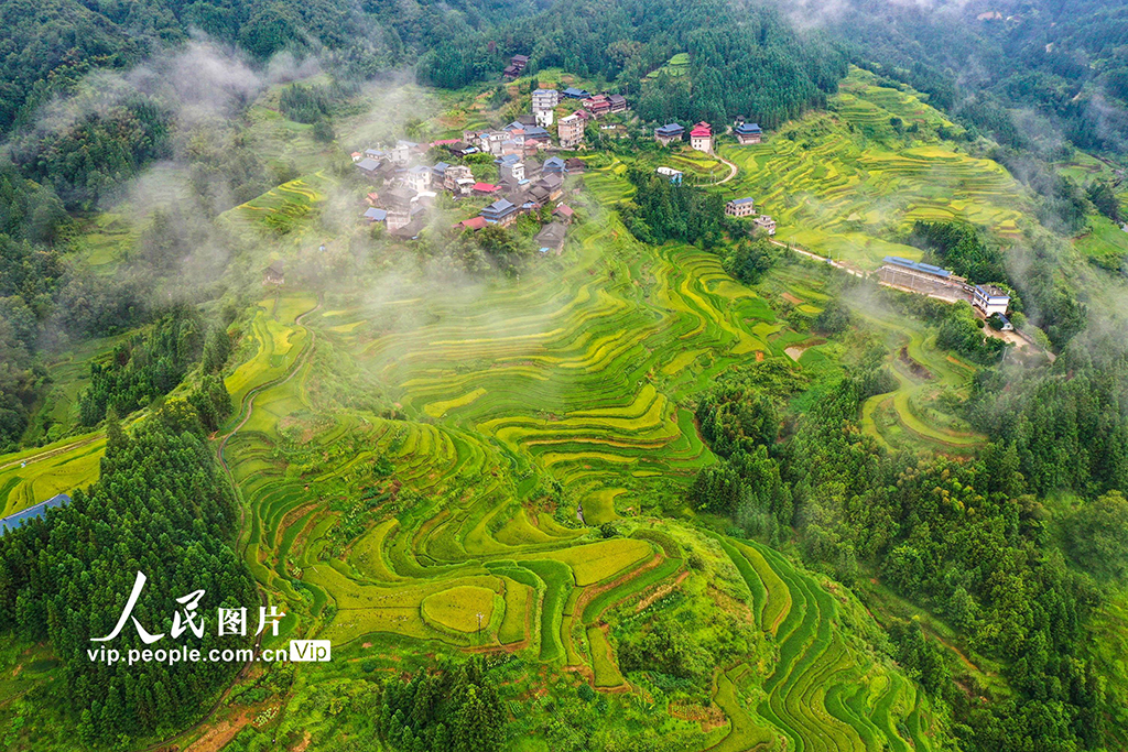 广西融水：秋染苗山“丰”景美【3】