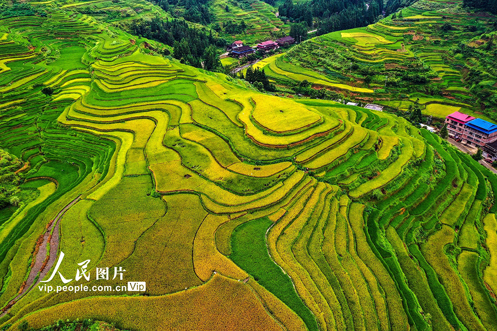 广西融水：秋染苗山“丰”景美【4】
