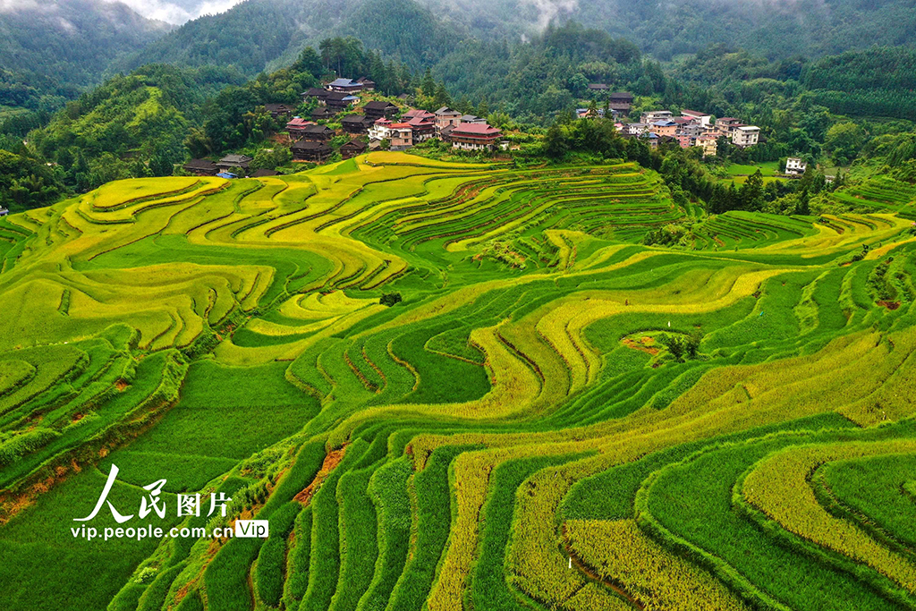 广西融水：秋染苗山“丰”景美【5】