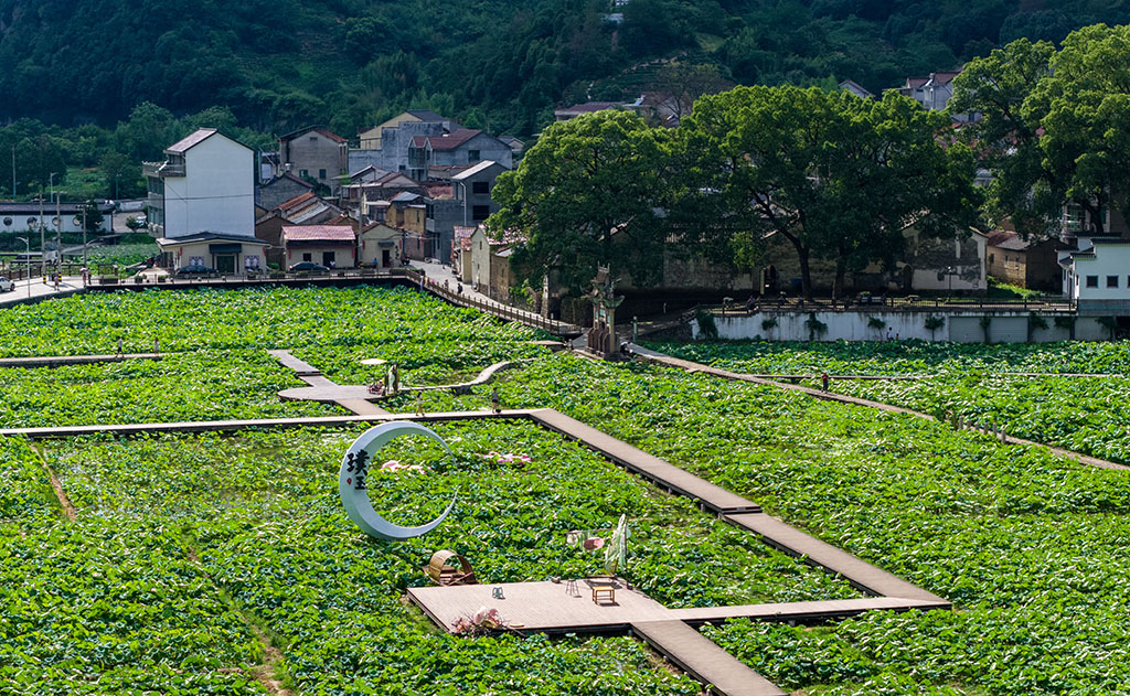 2025年7月9日，浙江省嵊州市贵门乡璞玉村的荷花竞相绽放，翠绿的荷叶与粉嫩的荷花相映成趣，构成一幅美丽的田园画卷，吸引了众多游客前来赏景游玩。近年来，嵊州市打破地域条块边界，推动片区组团式发展，涌现出“星宿小昆”“艺术水竹”“越剧东王”等一批特色鲜明的村庄发展路径，在强村富民的道路上迈出坚实步伐，绘就了乡村全面振兴的生动图景。人民网 章勇涛摄