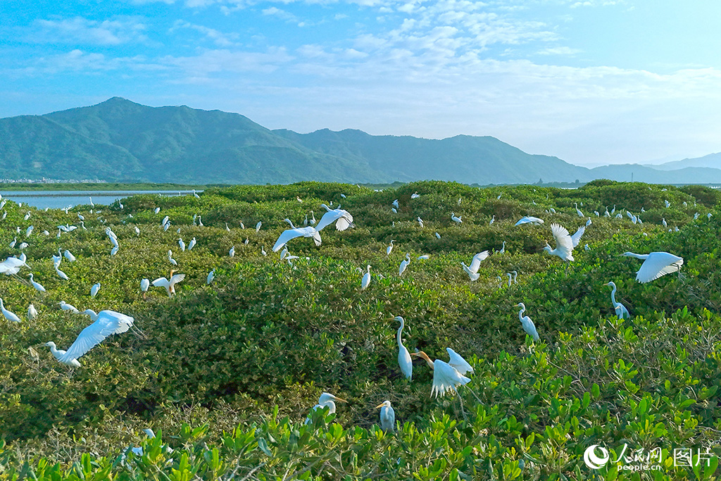 2025年7月4日，成群鹭鸟在红树林上停歇。作为福建首个国际重要湿地，漳江口红树林国家级自然保护区总面积2360公顷，是我国北回归线北侧种类最多、生长最好的红树林天然群落。根据最新的鸟类监测记录，该保护区共记录有鸟类160种，其中，被列入国家重点保护名录的鸟类20多种，常年分布和迁徙停歇的鸟类数量达到2万余只，已然成为名副其实的“鸟类天堂”。人民网 李昌乾摄