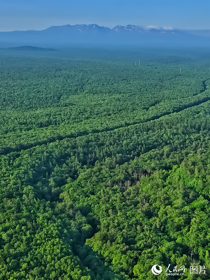 2025年6月15日，吉林省长白山林海景观。多年来，长白山保护区通过山水林田湖草生态保护修复工程、生态环境分区管控、环境监管执法等一系列“最严守护”换来了最美的生态。人民网记者 李洋摄