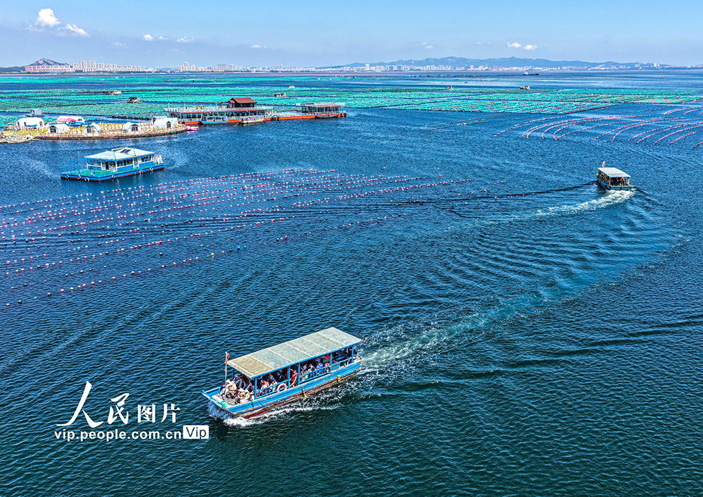 山东荣成:海洋牧场也能玩【5】