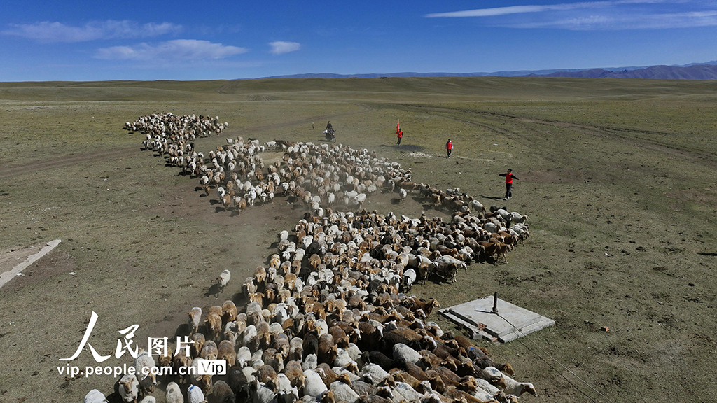 新疆和布克赛尔：暖心护航转场路【3】