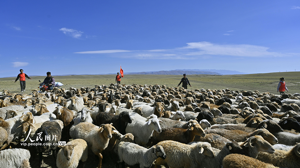 新疆和布克赛尔：暖心护航转场路【4】