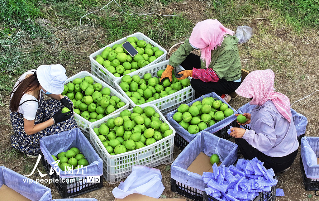 甘肃民乐:早酥梨喜获丰收【3】