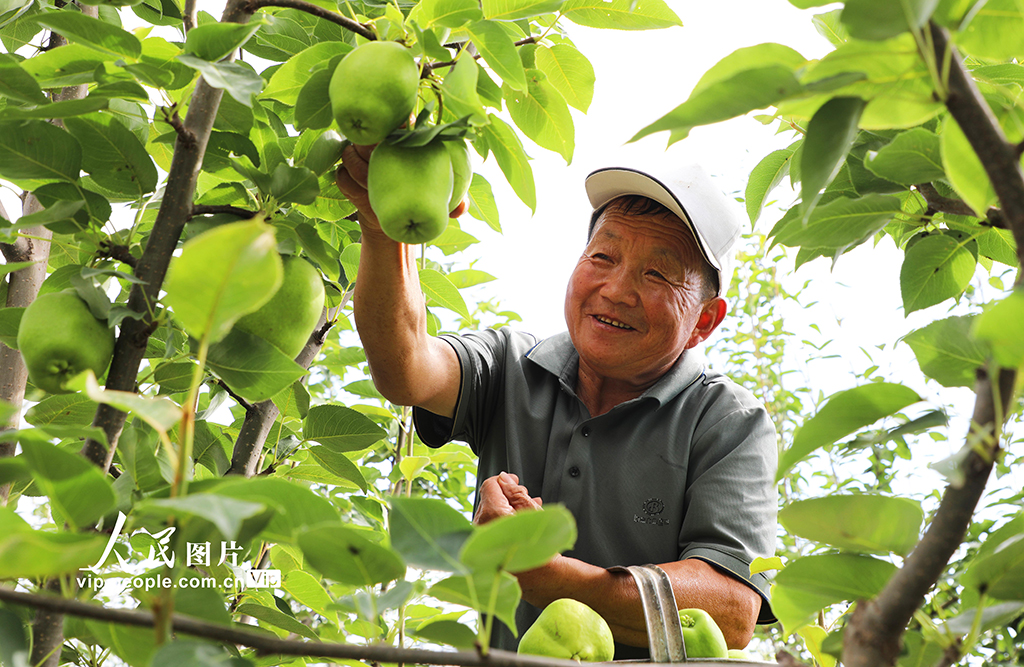 甘肃民乐：早酥梨喜获丰收【2】