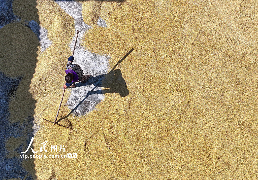 四川仁寿:稻谷喜丰收【3】