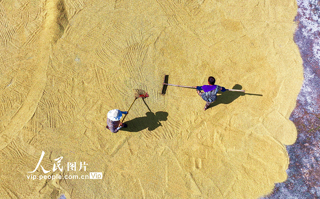 四川仁寿:稻谷喜丰收【4】