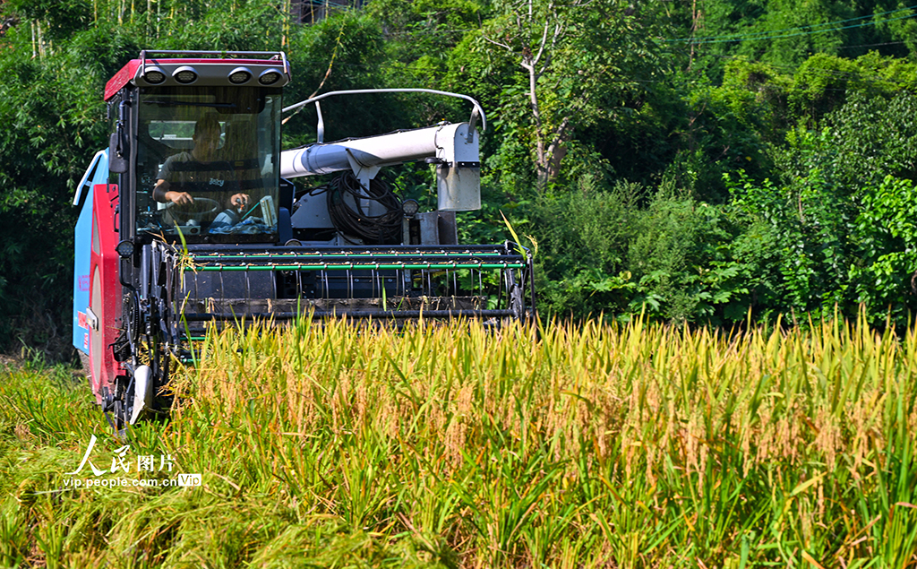 四川仁寿：稻谷喜丰收【5】