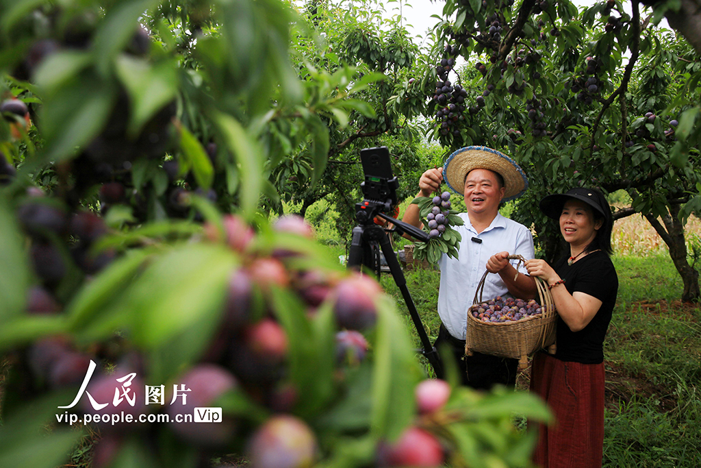 重庆：脆红李成熟【2】