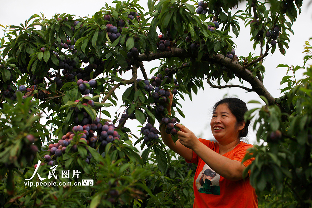 重庆：脆红李成熟【3】