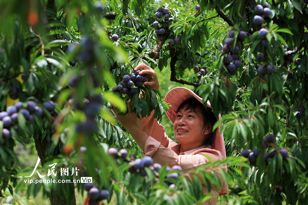 重庆：脆红李成熟【4】