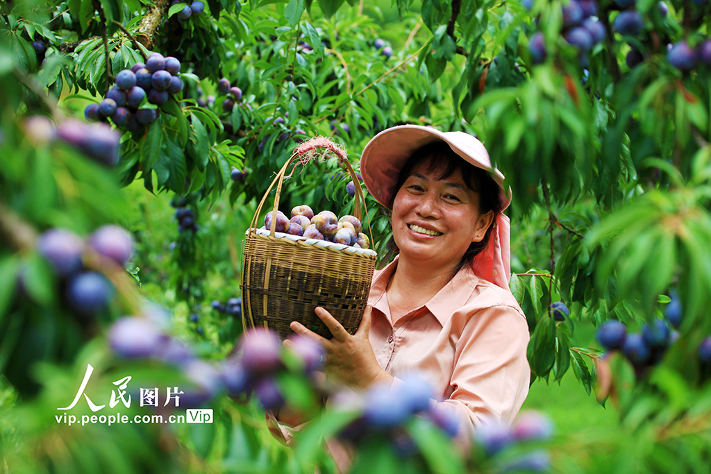 重庆：脆红李成熟